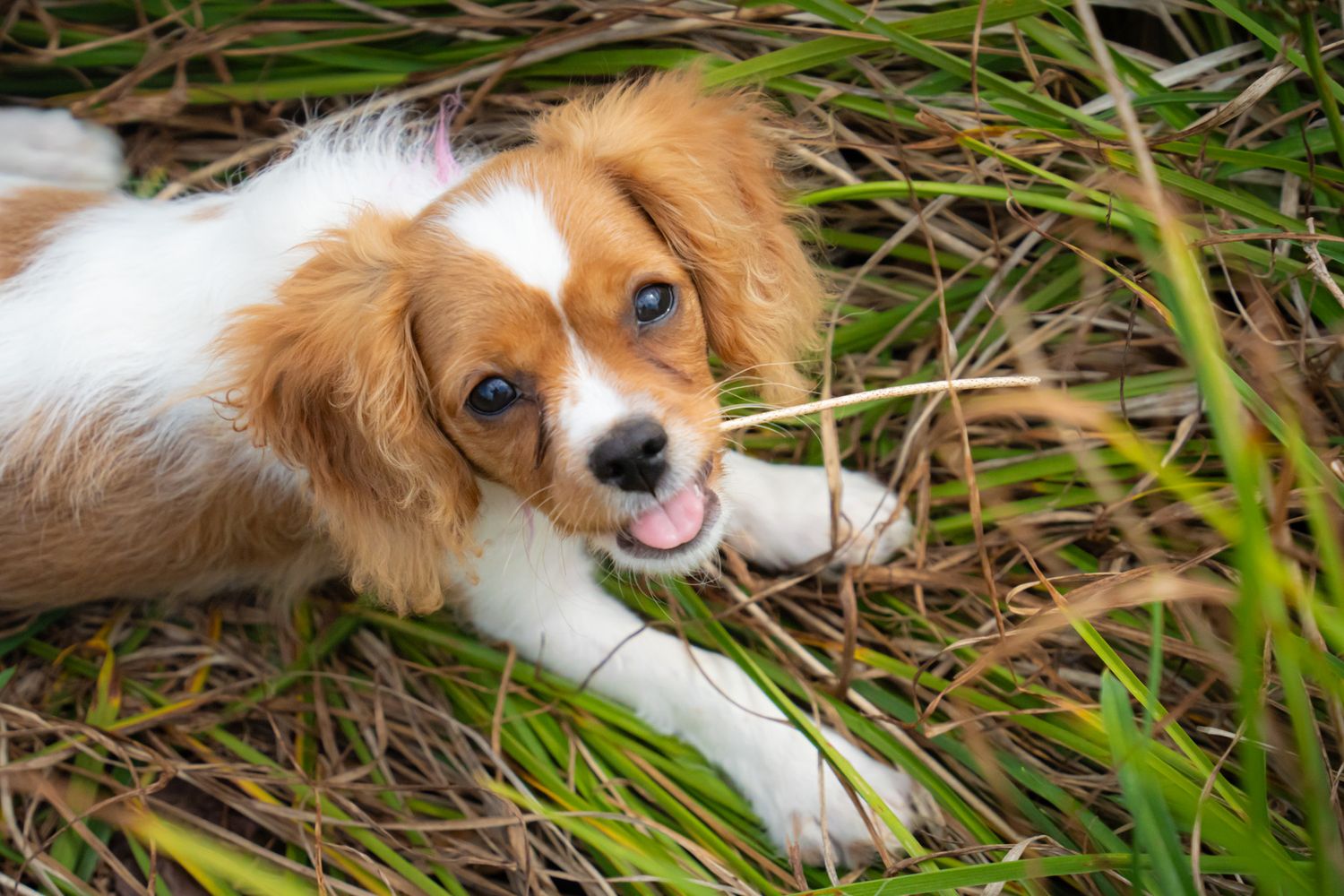An adorable brown and white Cavalier King Charles Spaniel puppy plays in tall green grass.