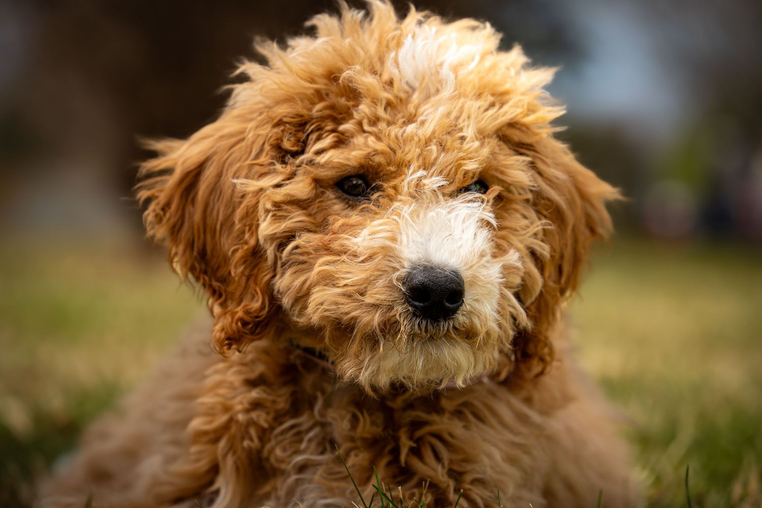 Close-up portrait of an adorable fluffy golden Goldendoodle puppy sitting on grass with a soft bokeh background.