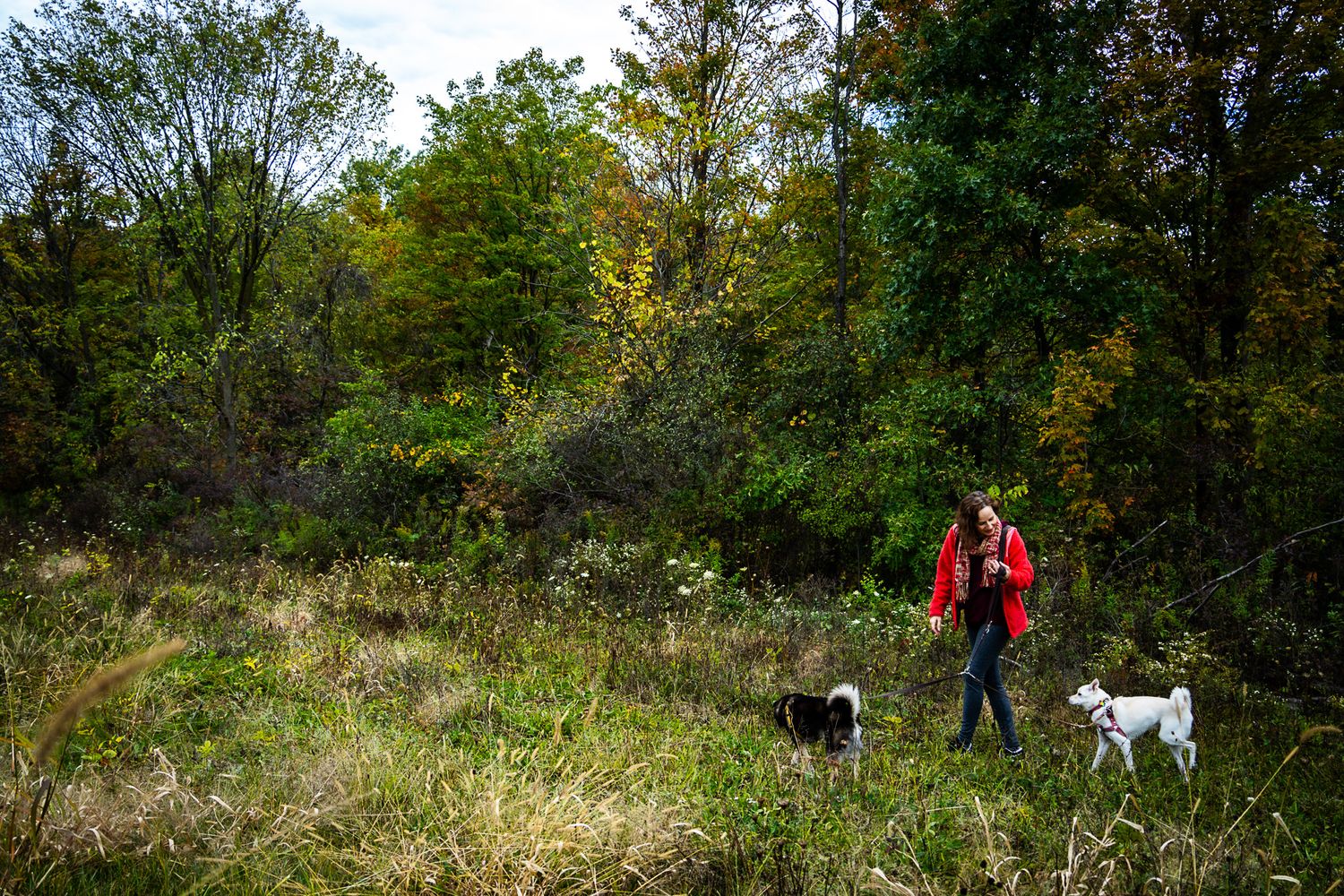 Woman in red jacket walking two dogs through a lush green meadow with colorful autumn trees in background.