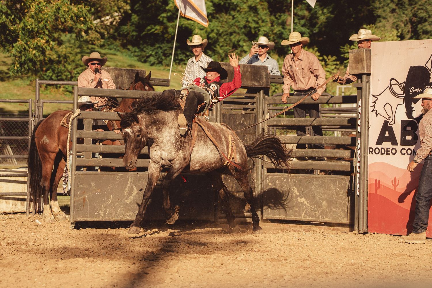 A rodeo cowboy rides a bucking horse out of the chute at an ABP Rodeo Company event.