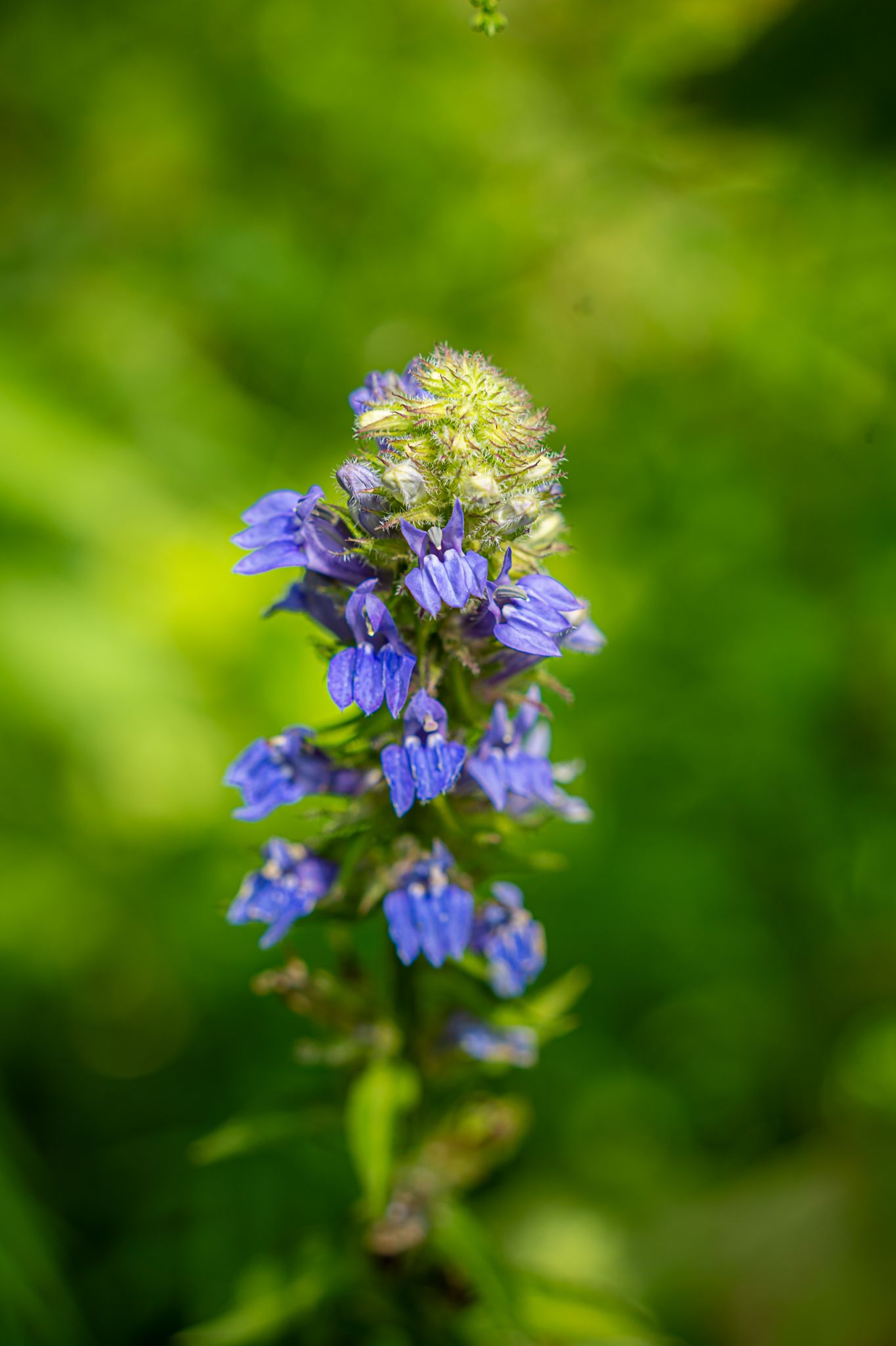 A close-up of vibrant blue hyssop wildflowers blooming on a stem against a blurred green background.