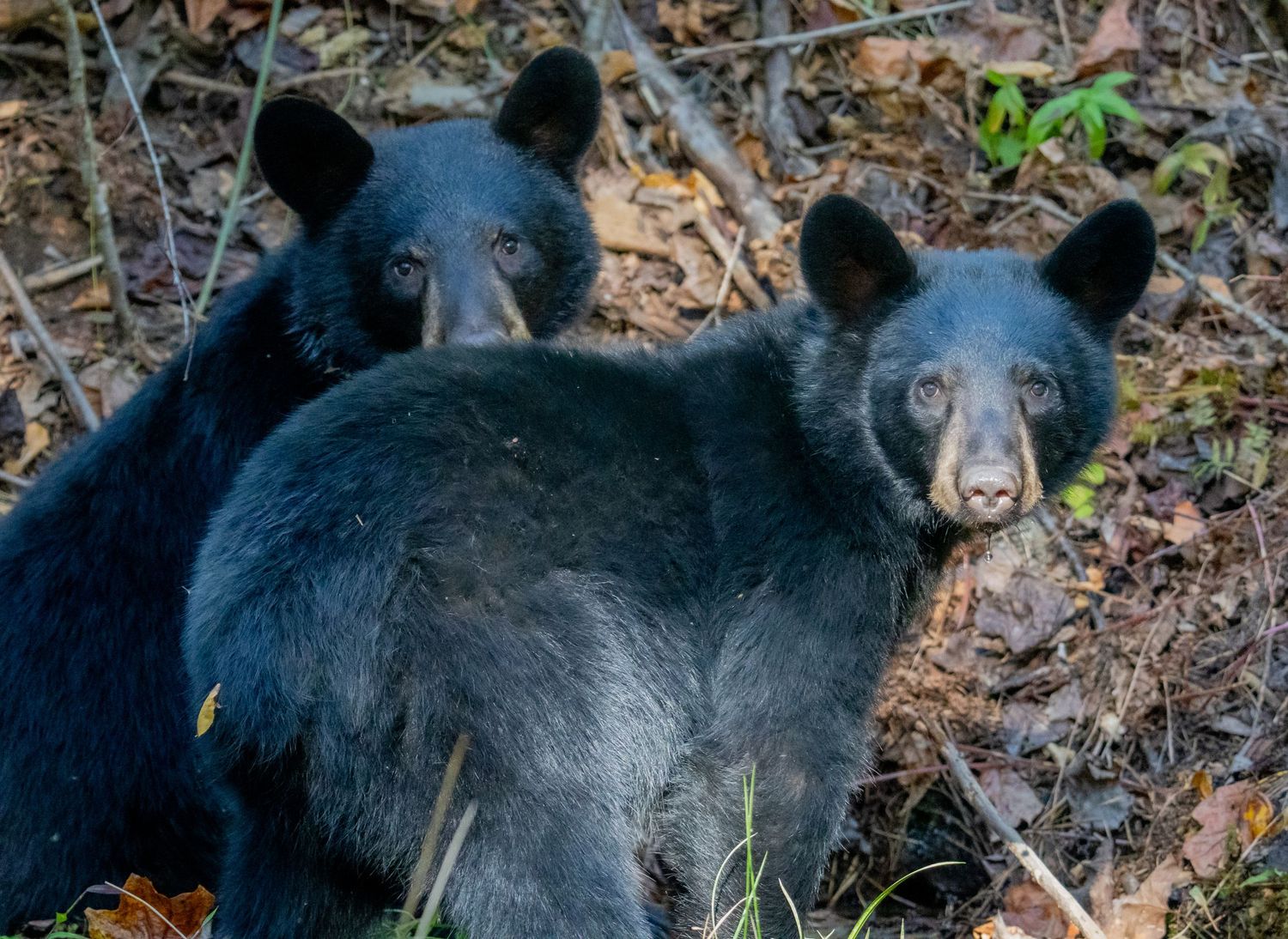 Two young black bear cubs huddle together on a forest floor covered with fallen leaves.
