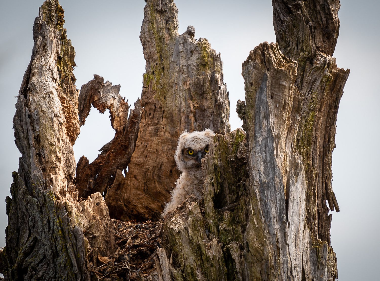 A fluffy great horned owl chick peeks from its nest inside a hollow weathered tree stump.