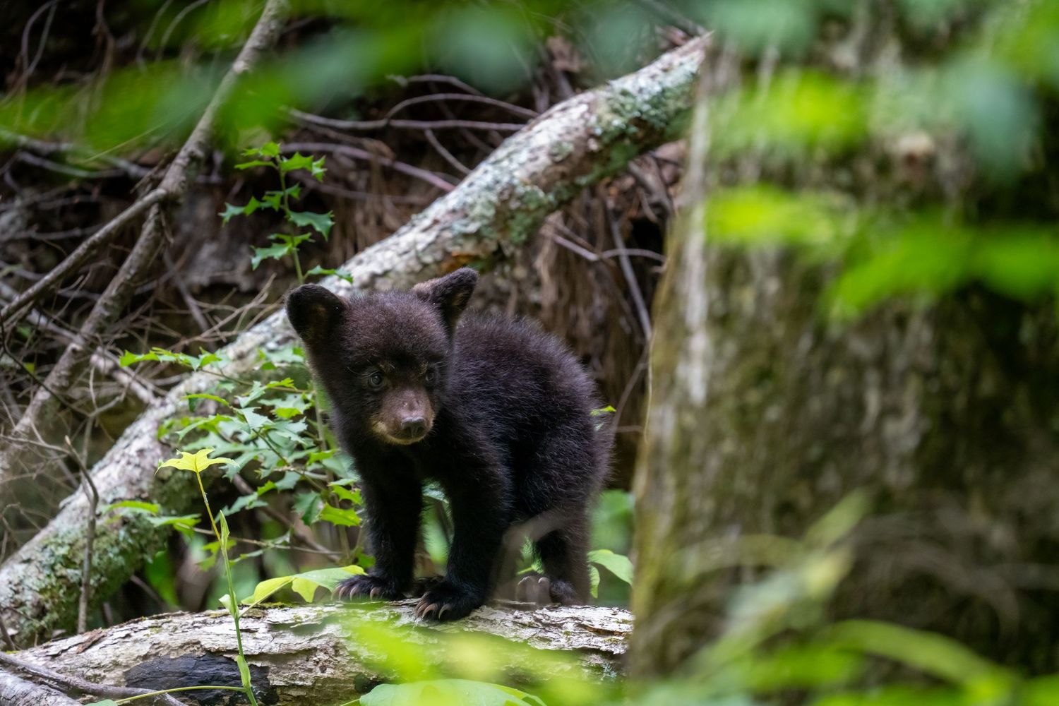 Adorable black bear cub standing on fallen logs in a lush green forest.