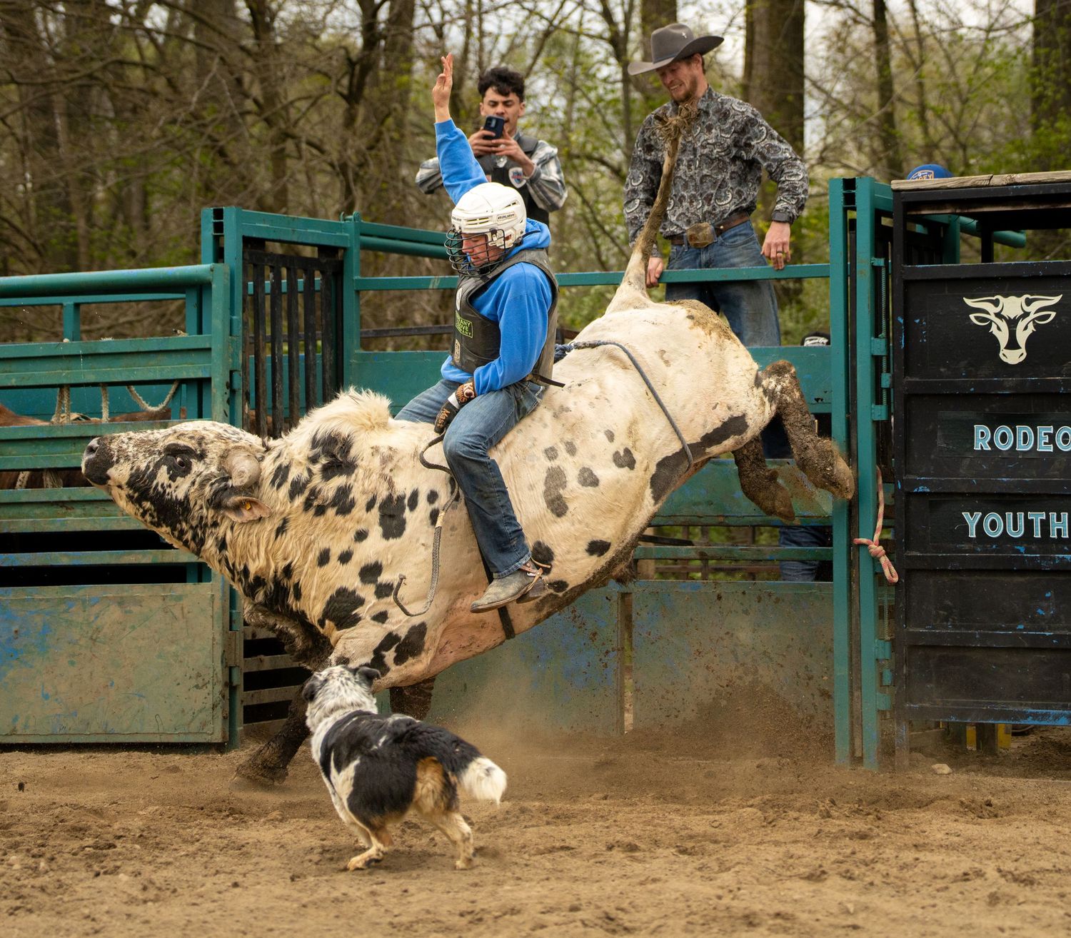 Young rider holds on as a spotted bull bucks at a youth rodeo event with handlers nearby.