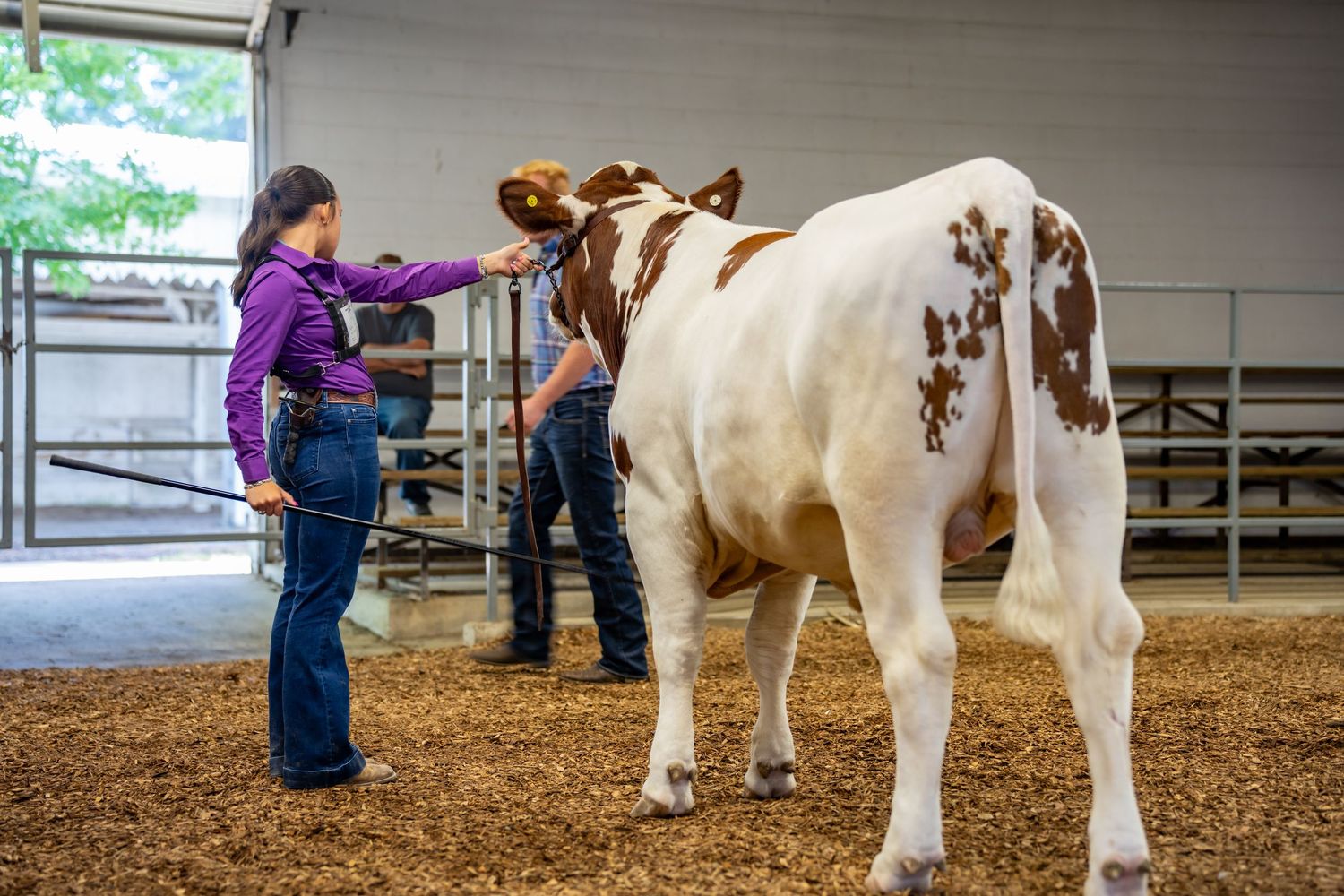 A girl in purple shirt presents a brown and white dairy cow at an indoor livestock competition.