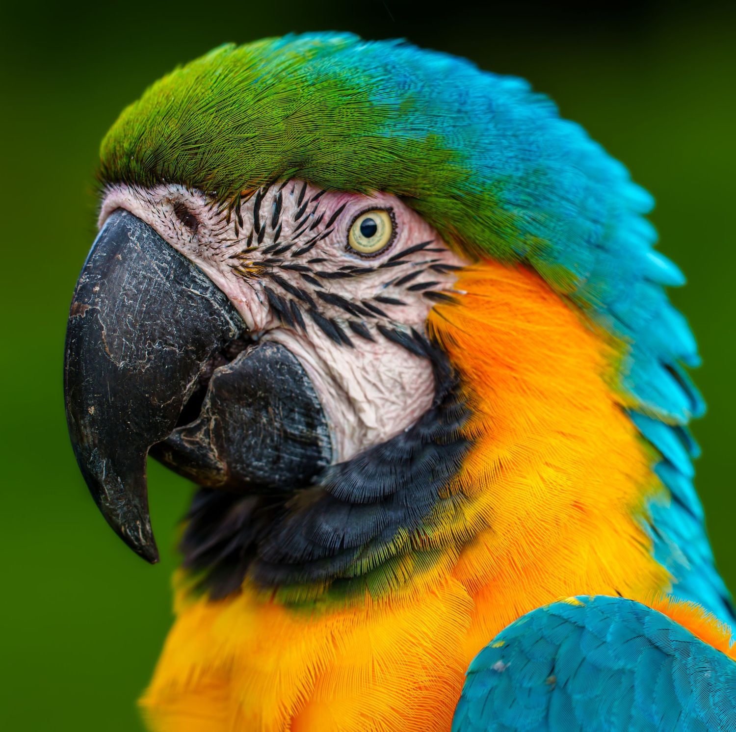 Vibrant blue and gold macaw parrot close-up showing colorful plumage and curved beak.