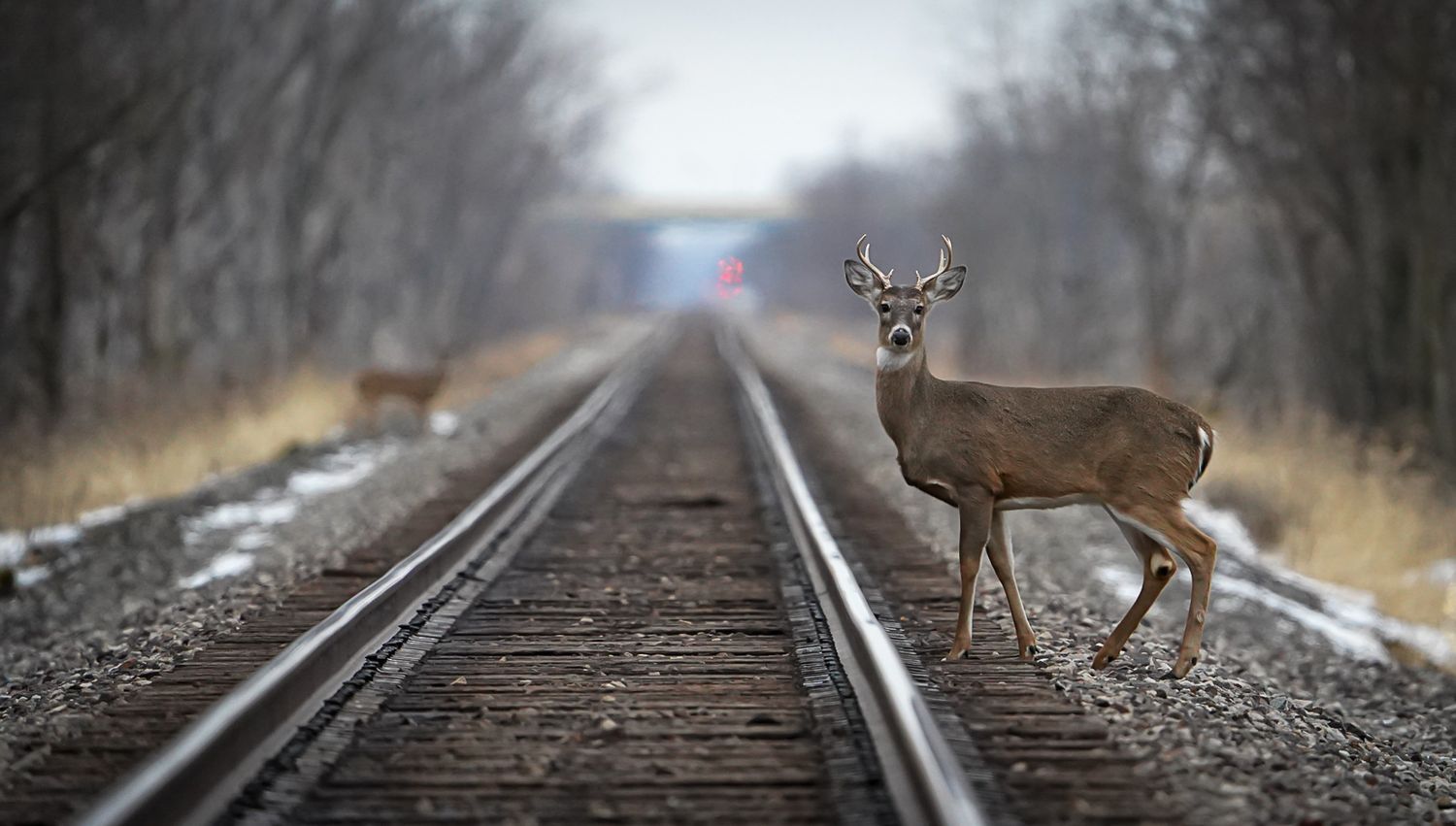 A white-tailed deer standing on railroad tracks in a bare winter landscape looking directly at the camera.