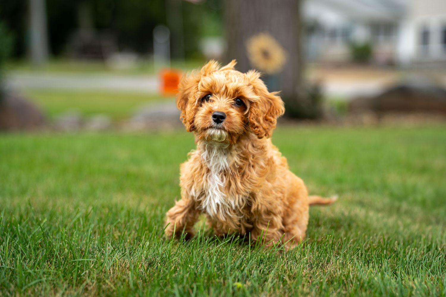 Adorable fluffy golden Cavapoo puppy sitting on green grass outdoors.