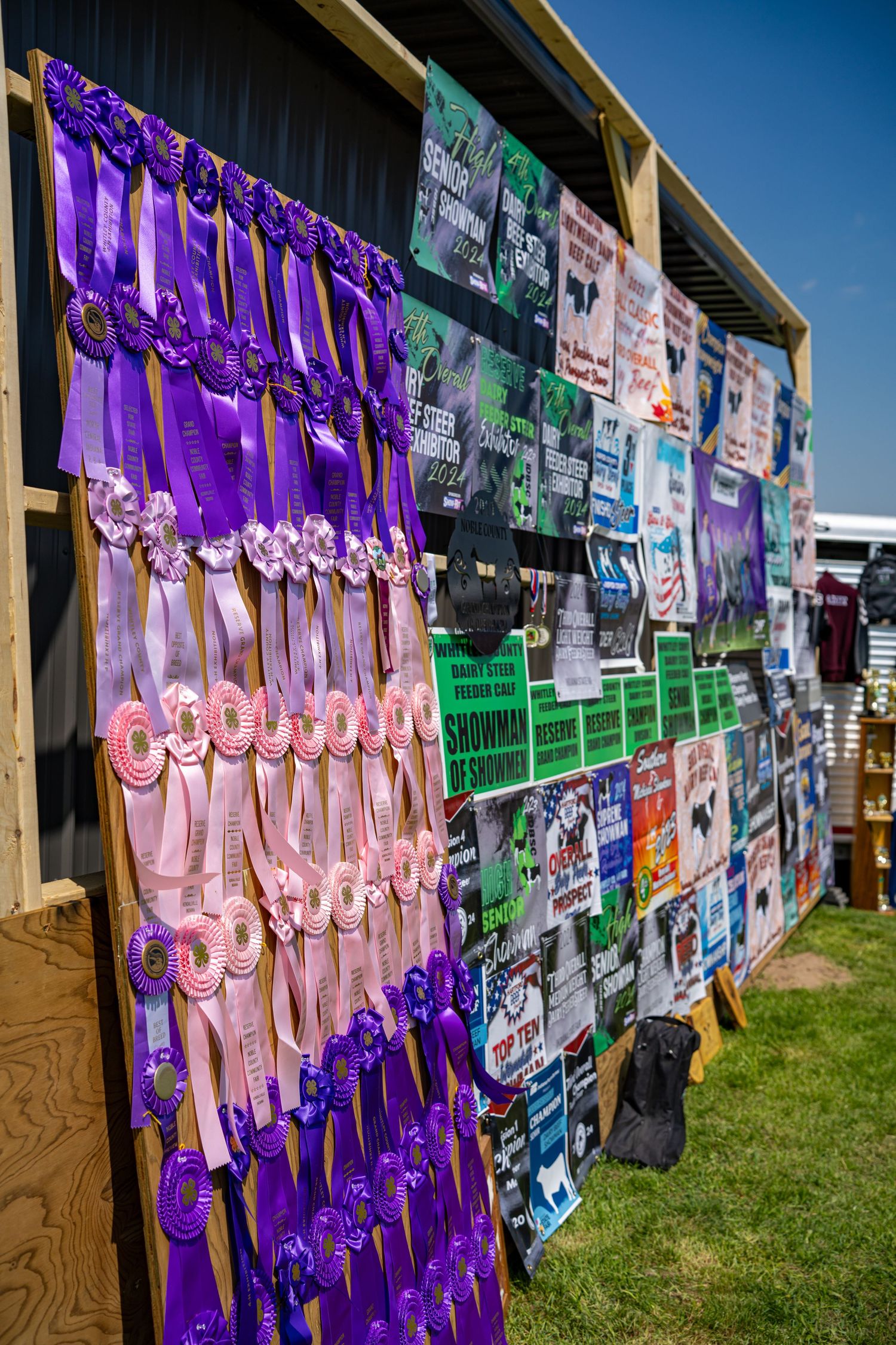 Purple and pink award rosette ribbons displayed on a wooden board at a livestock show.