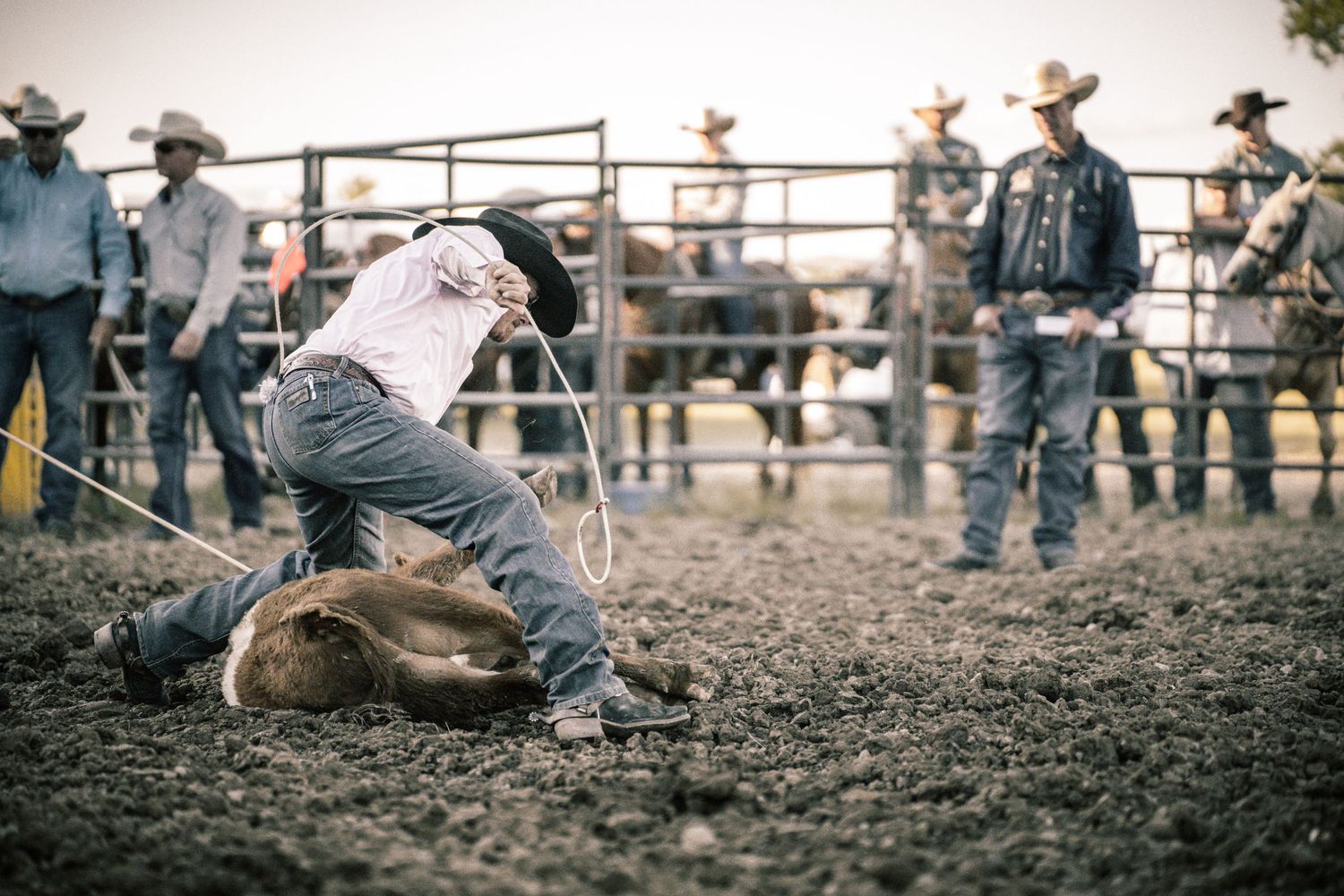 A rodeo competitor wrestles a calf to the ground with a rope while judges watch from behind a fence.
