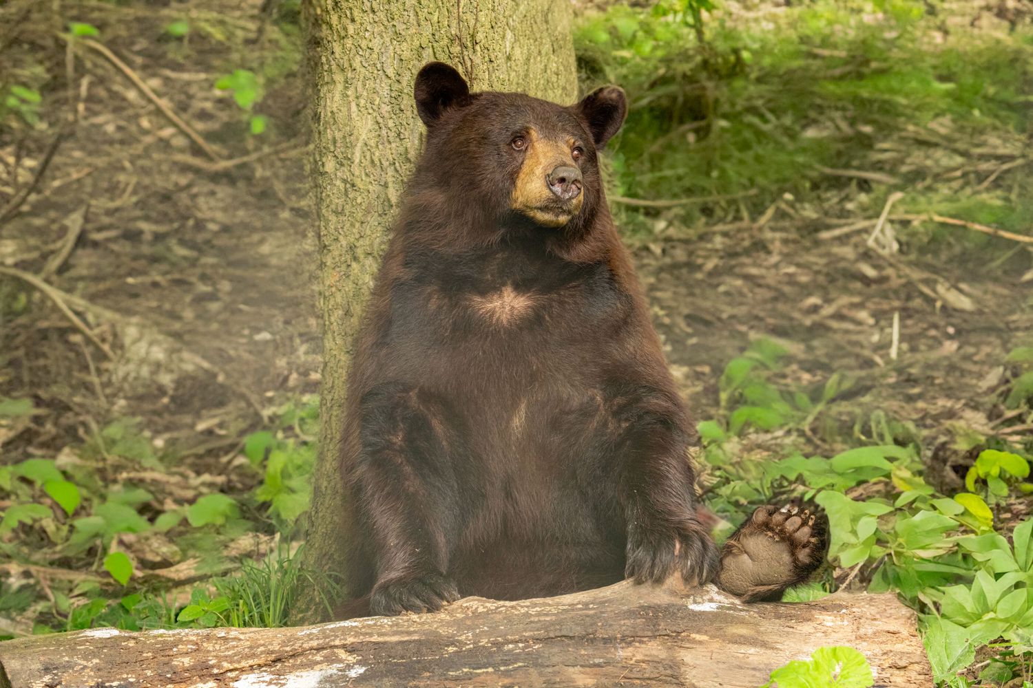 A large brown black bear sitting upright against a tree trunk in a lush green forest setting.