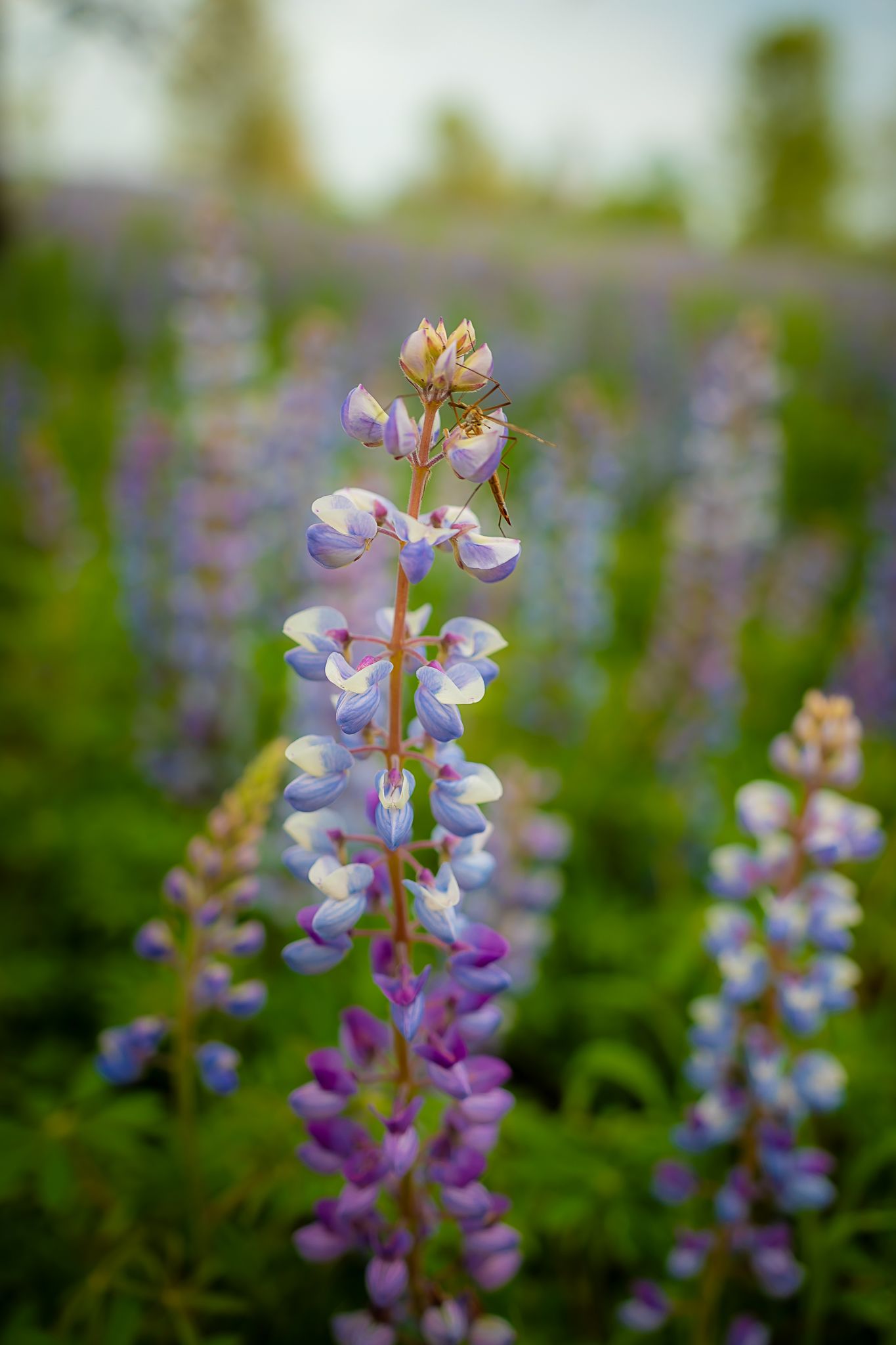 Beautiful purple and white lupine wildflowers blooming in a lush green field in soft evening light.
