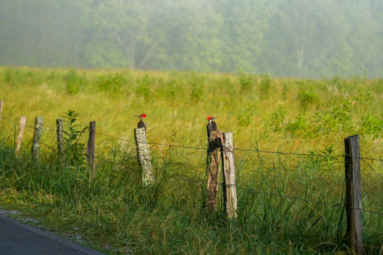 Red-headed woodpecker perched on a weathered wooden fence post in a misty rural field.