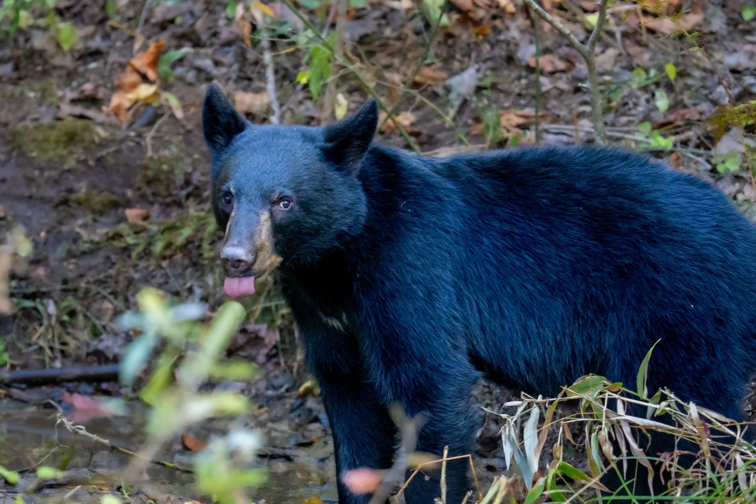 A black bear walks through a muddy forest floor with sparse vegetation and fallen leaves.