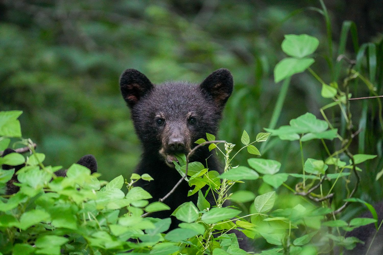 Young black bear cub peeking through dense green foliage with alert curious expression in woodland habitat.