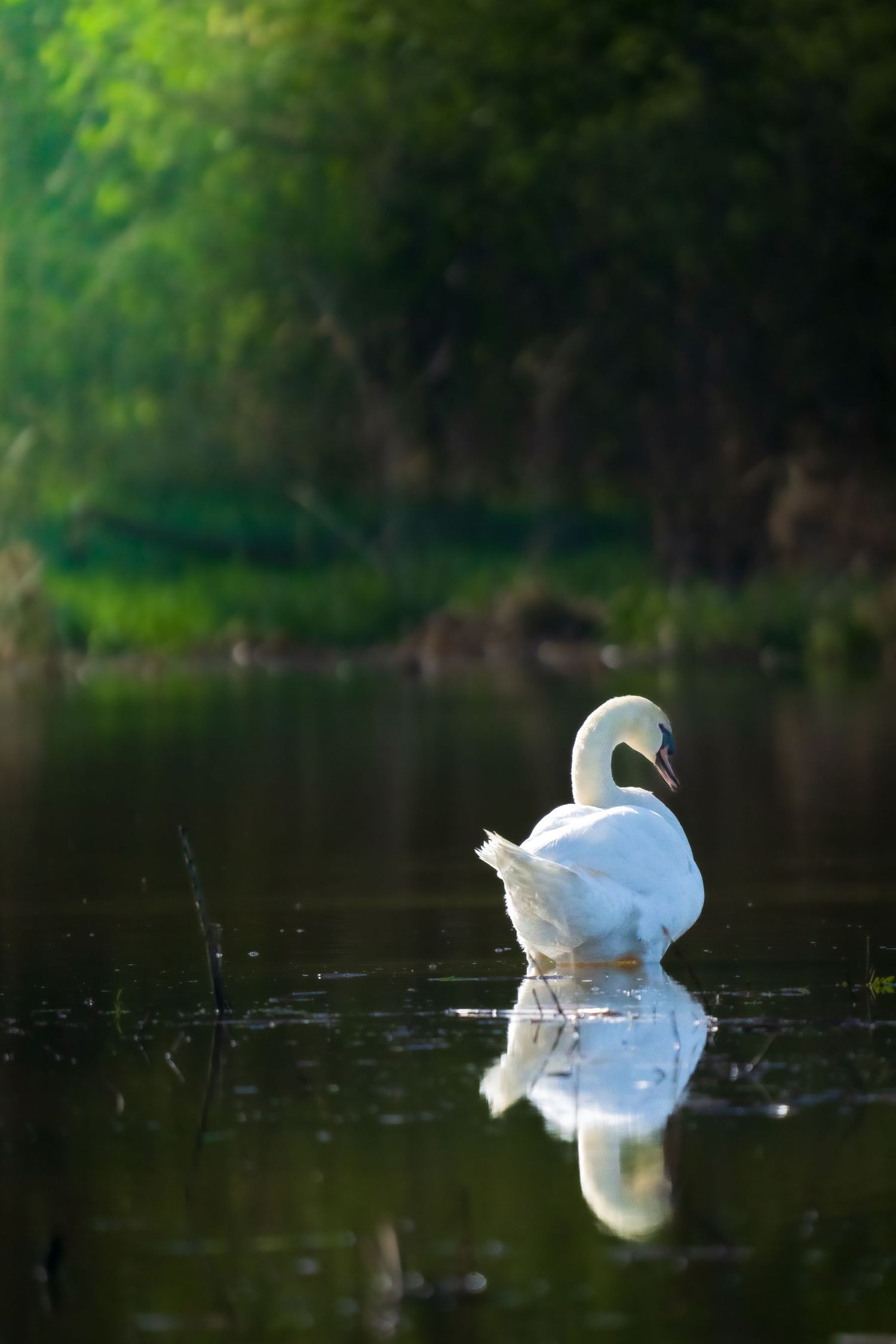 A graceful white swan wades in a calm reflective lake surrounded by green trees.