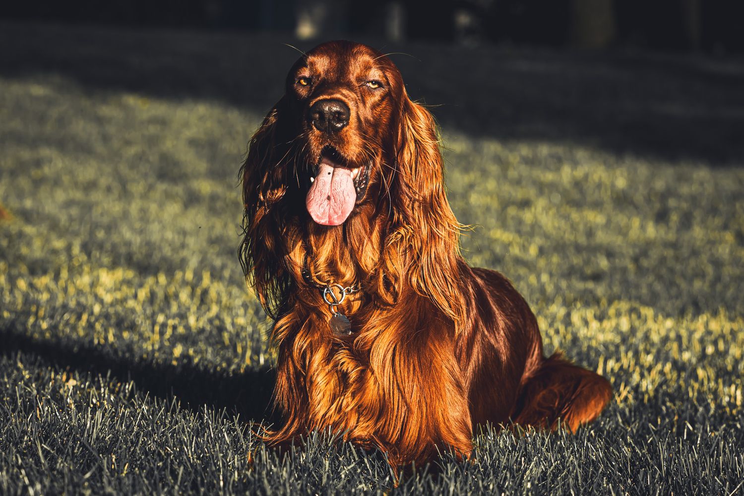 A stunning red Irish Setter dog sits on grass with tongue out in warm golden evening light.