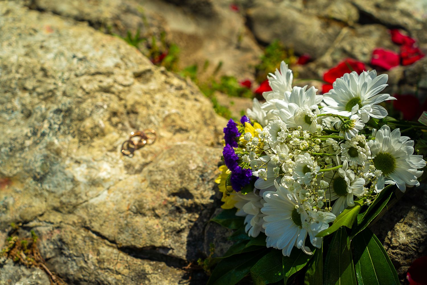 Colorful wildflower bouquet with white daisies resting on sun-lit rocks with red petals nearby.