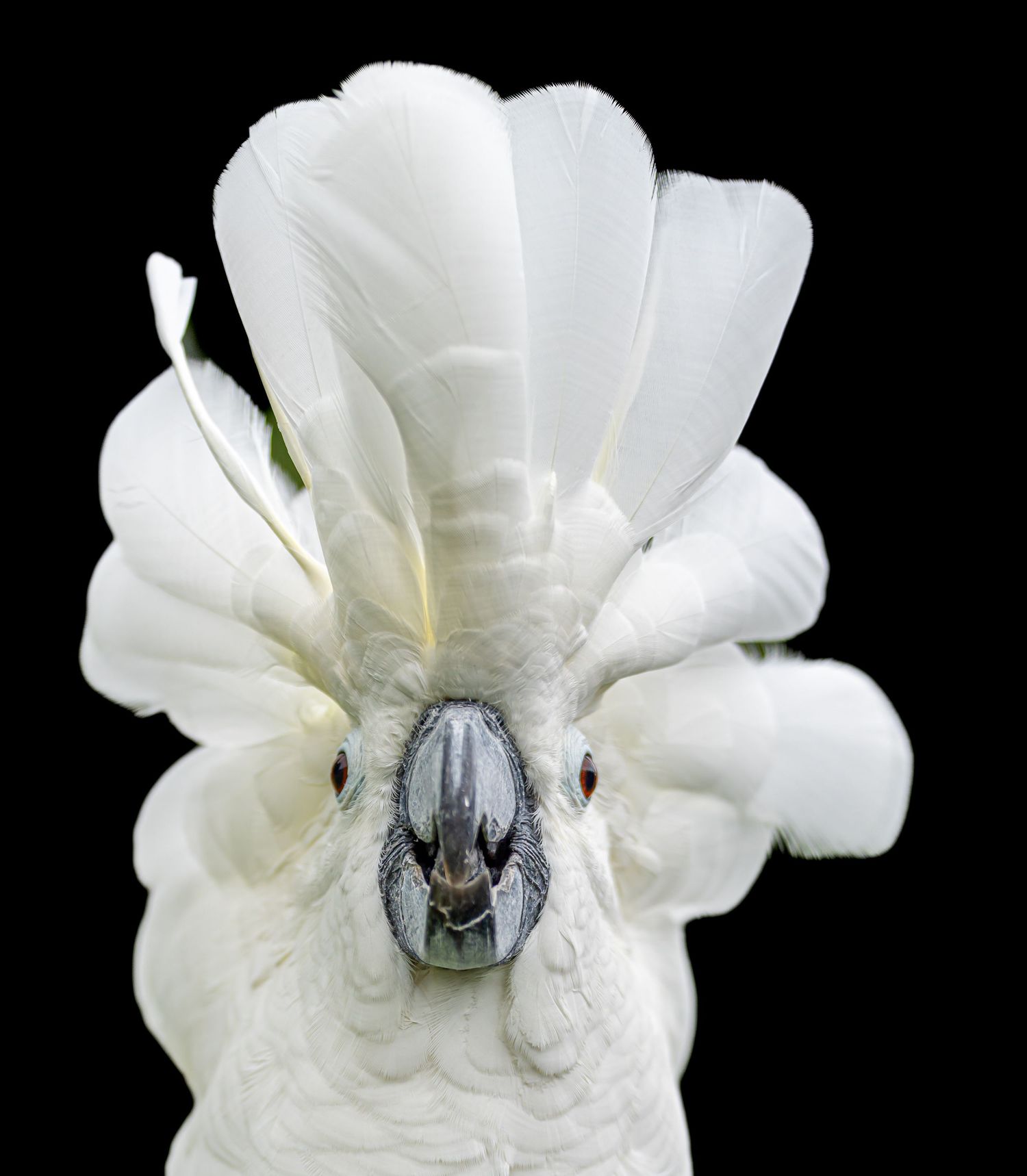 Close-up portrait of white cockatoo with raised crest feathers against black background.