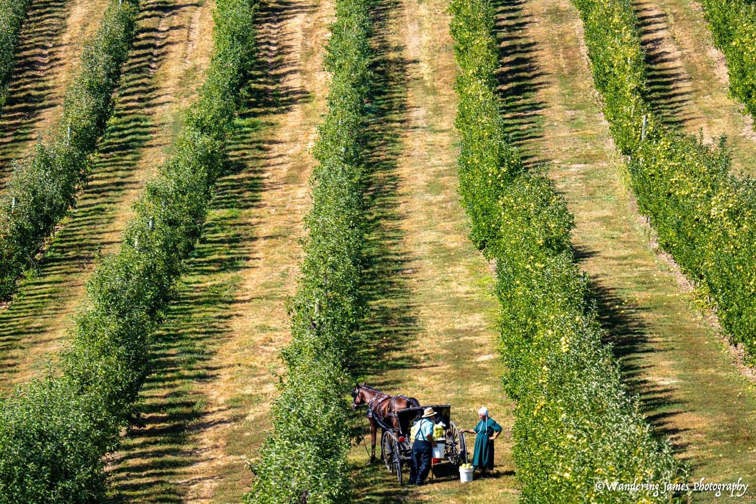 Amish farmers with a horse and cart work between rows of a green orchard.