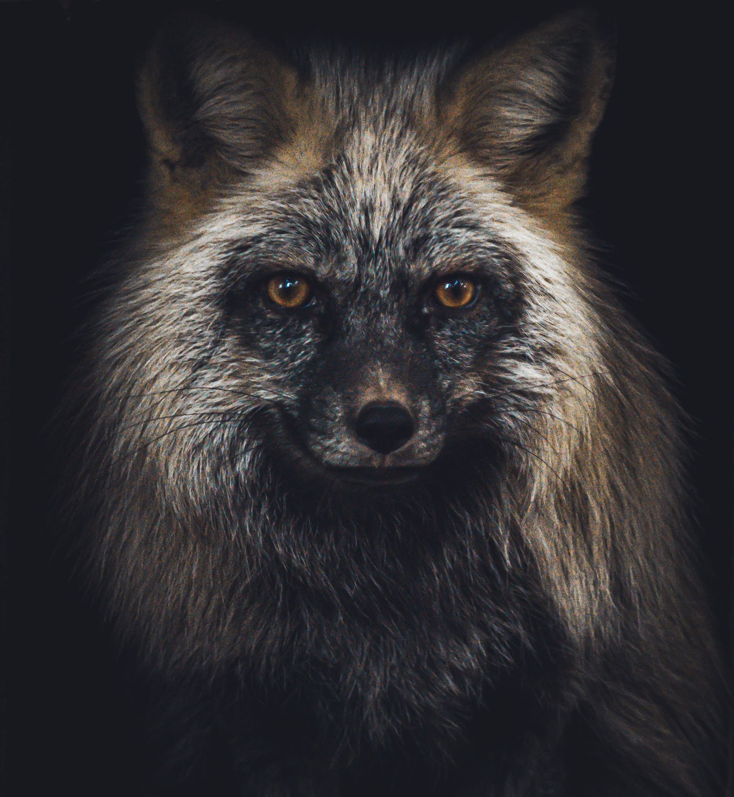 Close-up portrait of a silver fox with striking amber eyes on dark background.