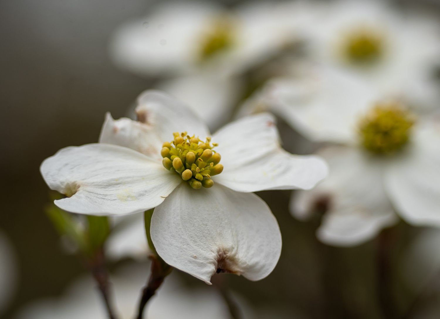 Close-up of delicate white dogwood blossoms with yellow centers on soft blurred background.