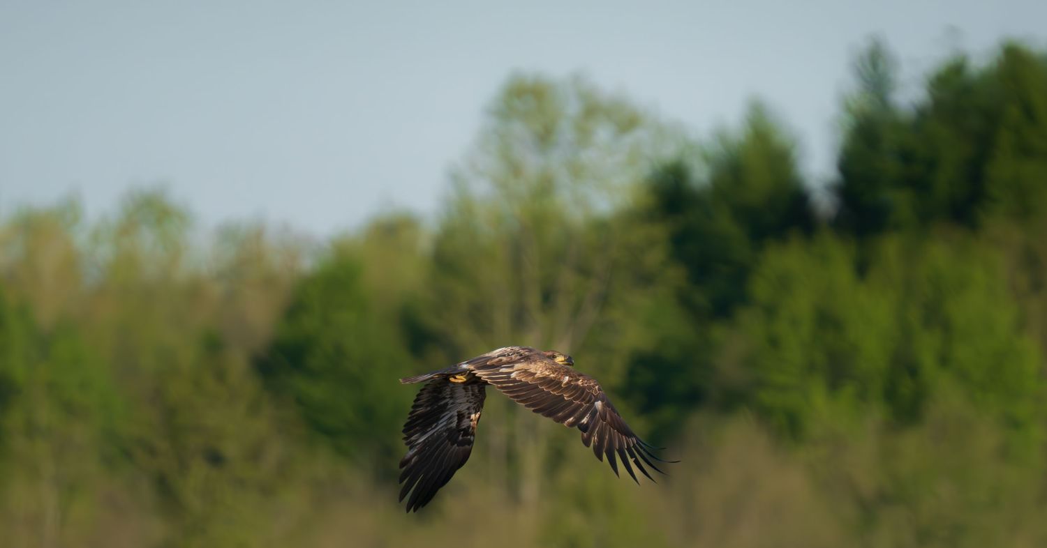 A hawk soaring in flight against a clear sky with lush green trees in the background.