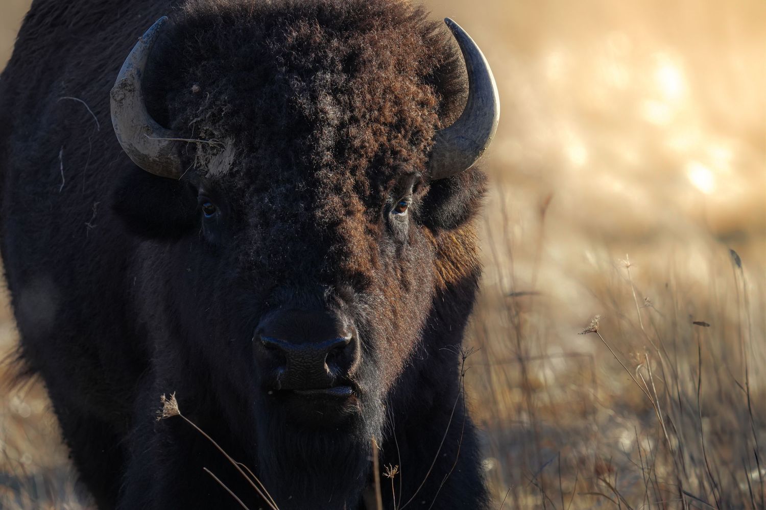 Massive American bison bull facing camera directly in golden dry grass field with dramatic backlit warm light.