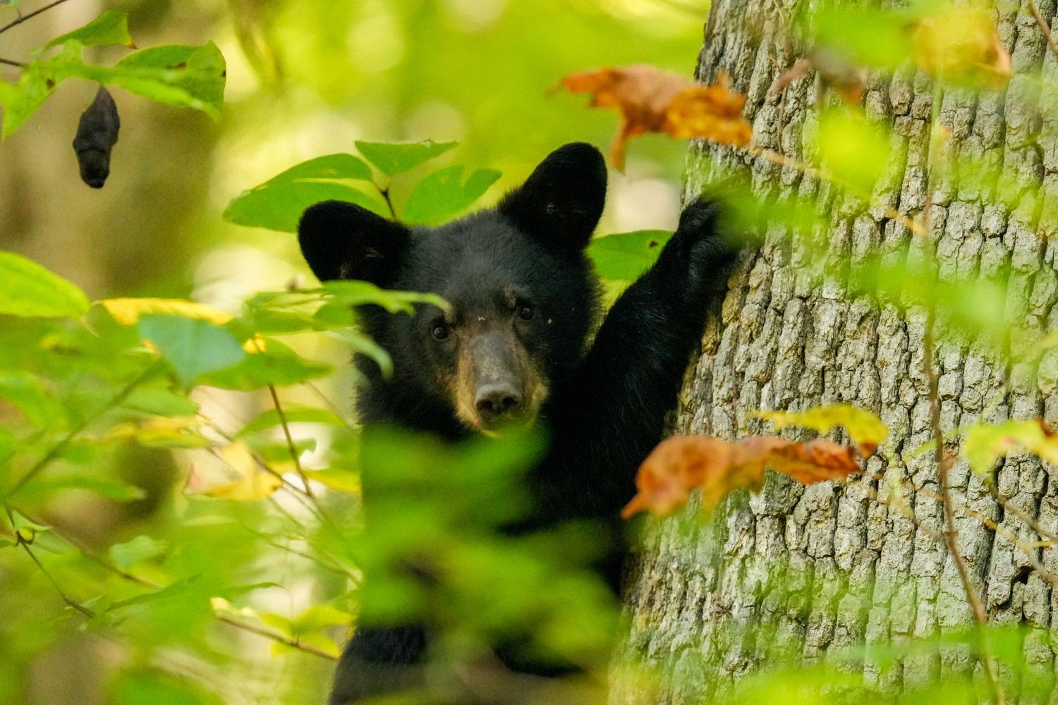 A black bear cub peers curiously around a tree trunk surrounded by lush green forest foliage.