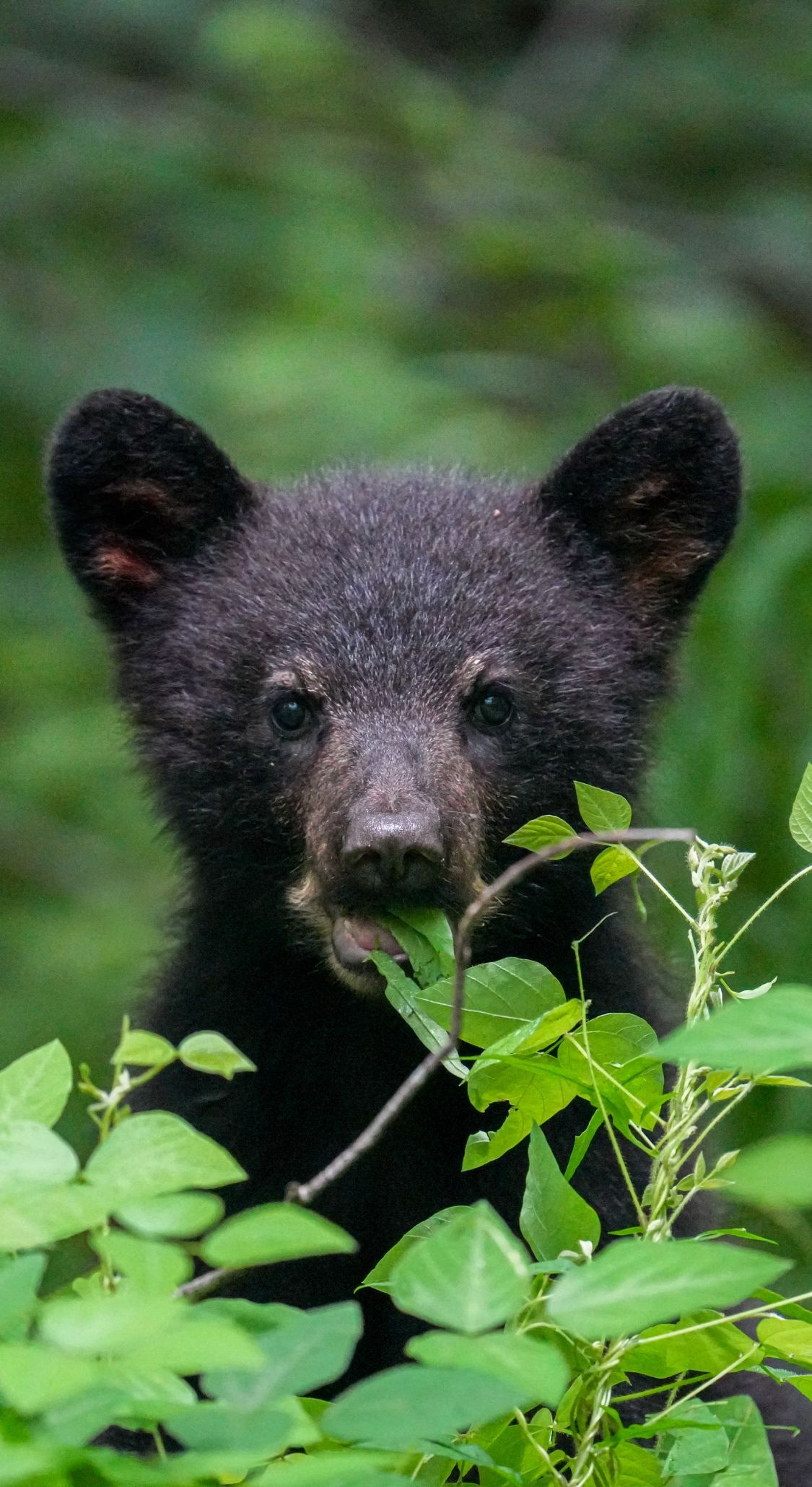 A black bear cub nibbling on green leaves while surrounded by lush forest vegetation.