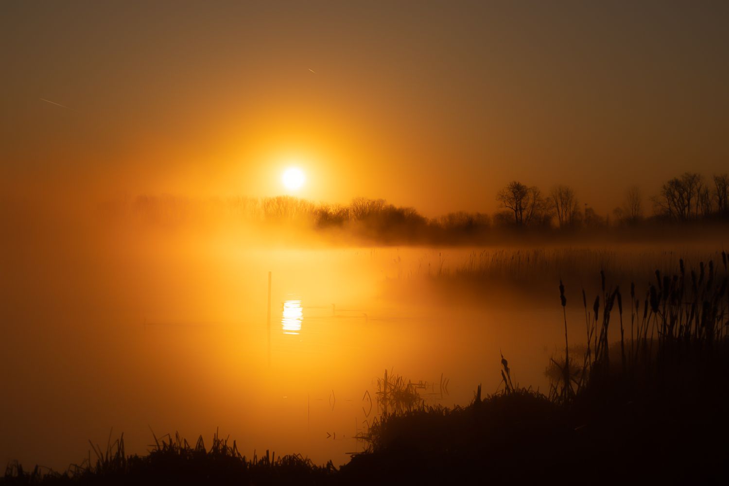 Golden misty sunrise reflecting over a calm lake with silhouetted trees and reeds.