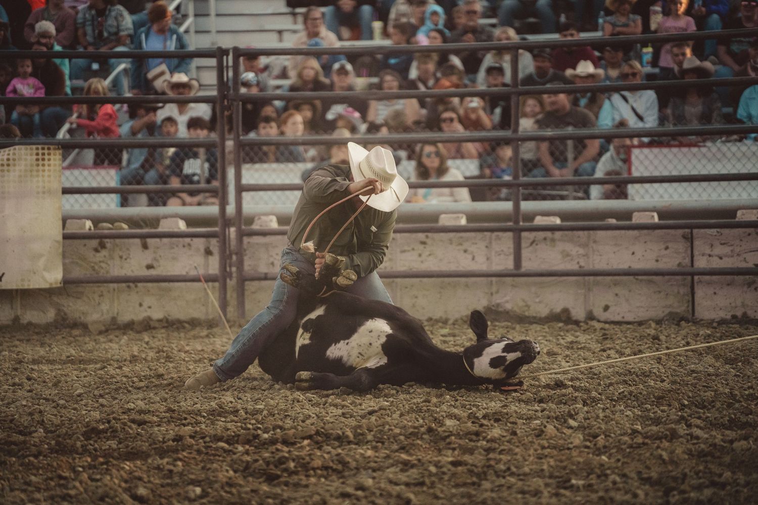 Cowboy wrestling a calf to the ground at a rodeo competition.