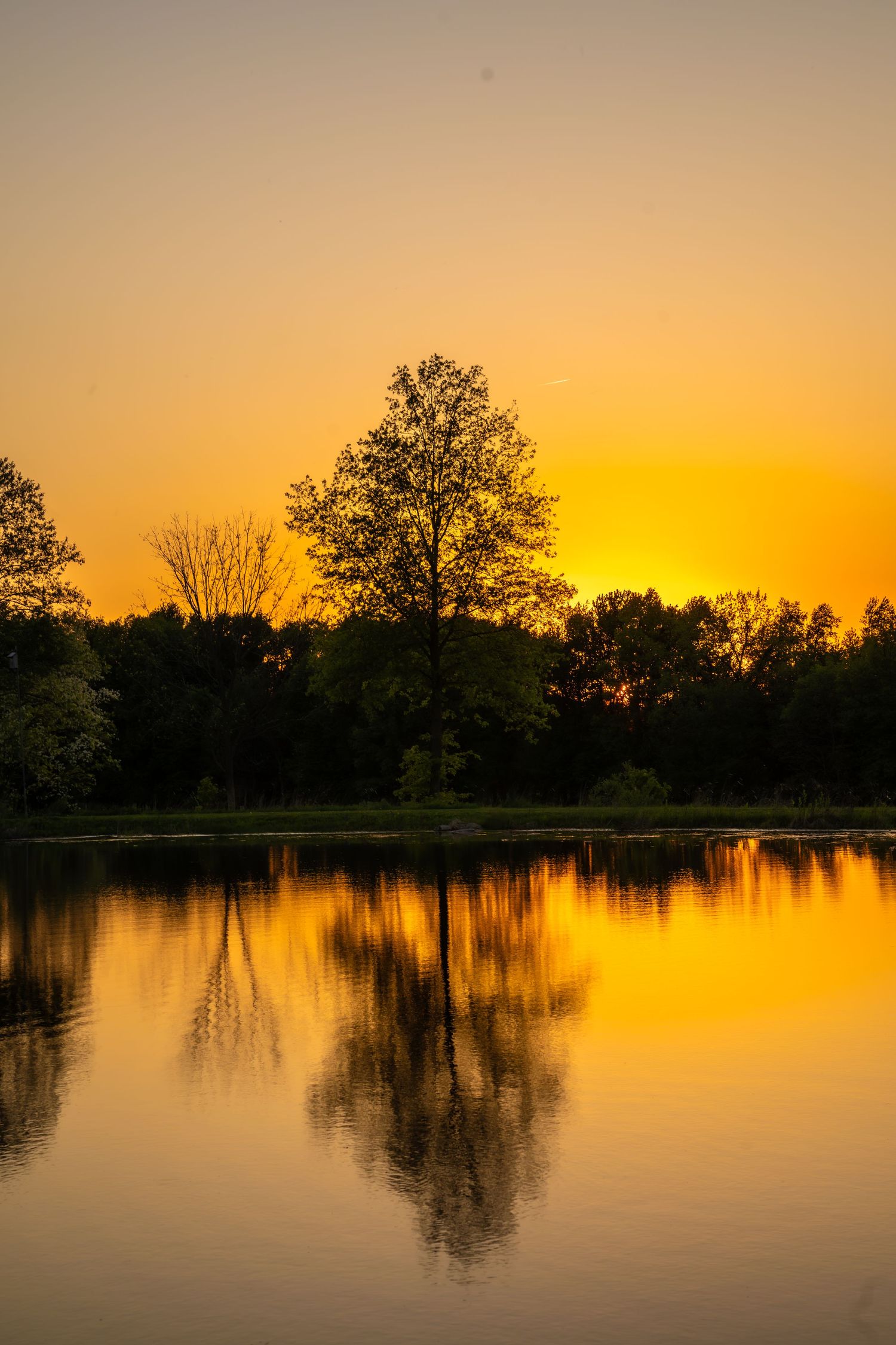 Golden sunset reflecting on calm lake with silhouetted trees creating a mirror image on the water's surface.