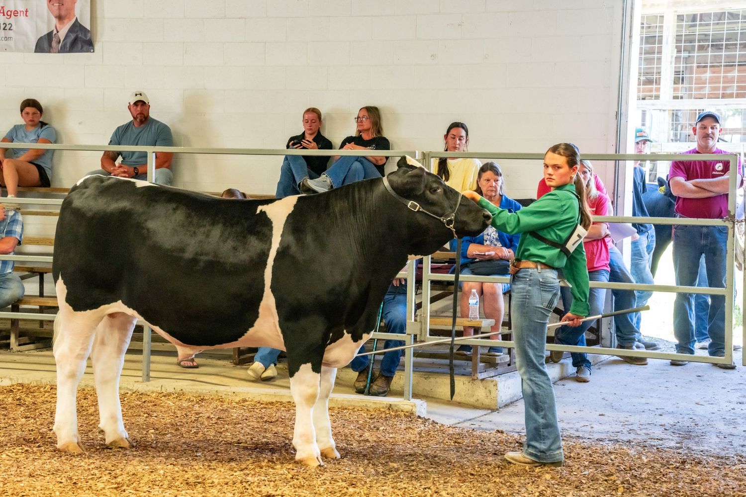 A young girl shows a black and white Holstein cow at a livestock competition before a crowd of spectators.