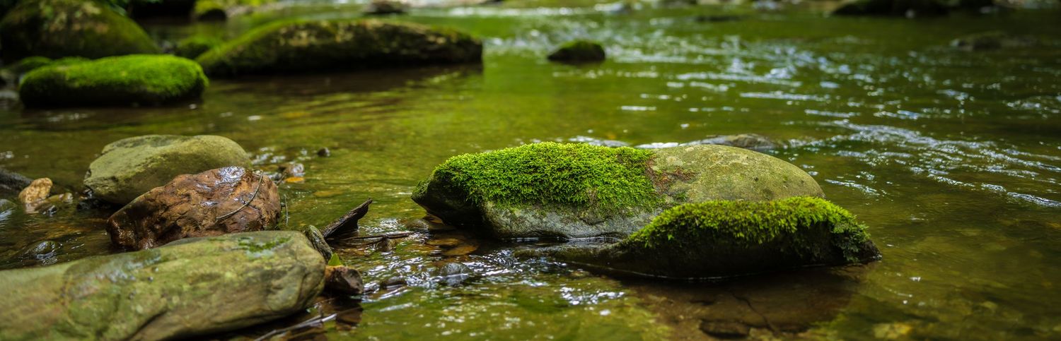 Moss-covered rocks emerging from a shallow, crystal-clear forest stream with green algae and flowing water.