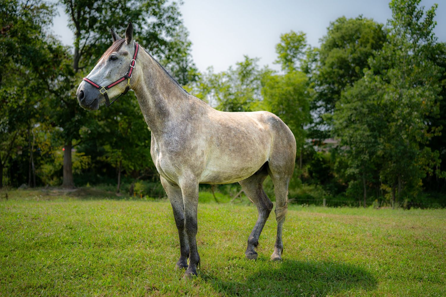 A dapple gray horse stands on lush green grass with trees in the background on a sunny day.