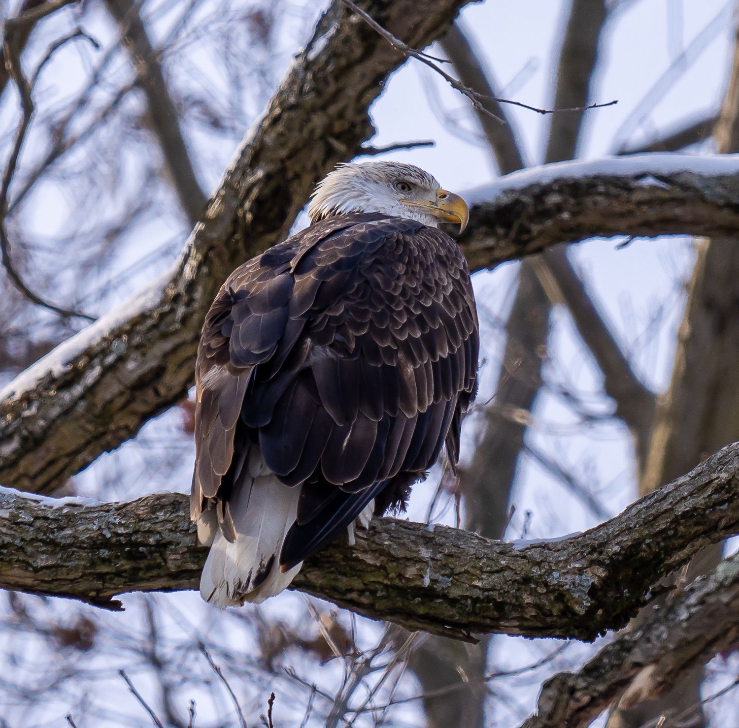 Bald eagle perched on snow-dusted tree branch in winter forest.
