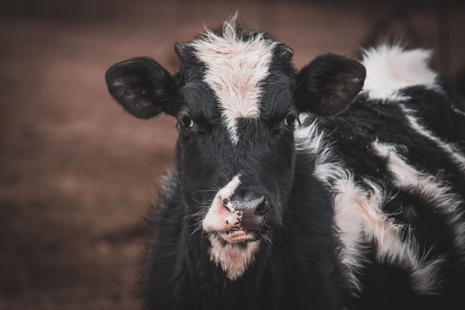 Close-up portrait of a black and white Holstein calf looking at the camera.