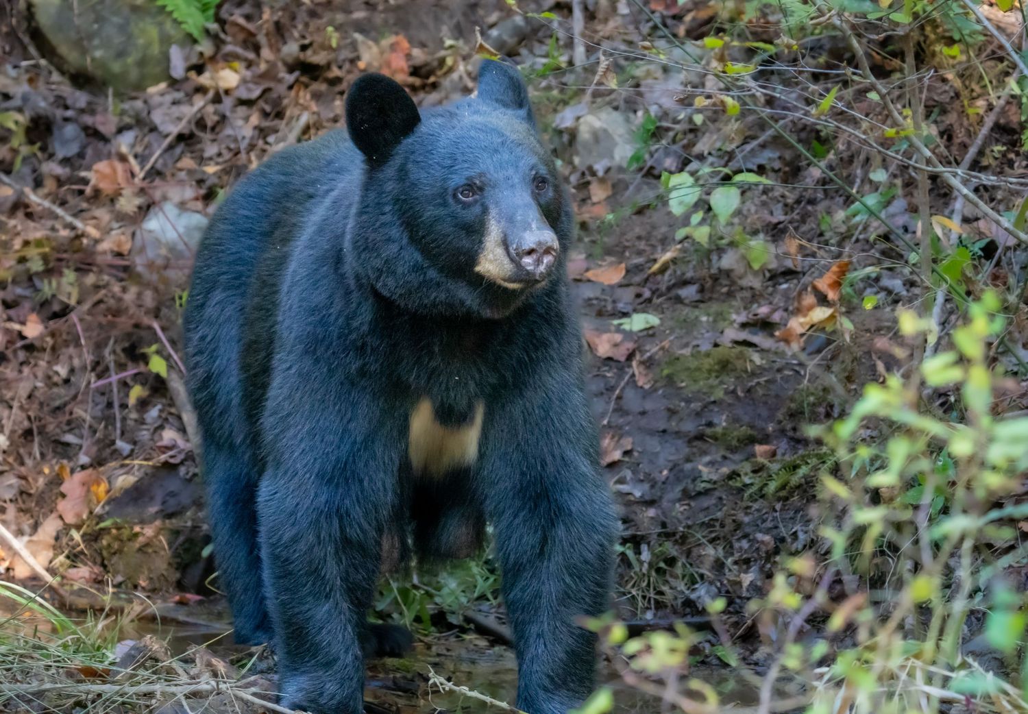 A black bear walks through a wooded area with autumn leaves and sparse forest undergrowth.