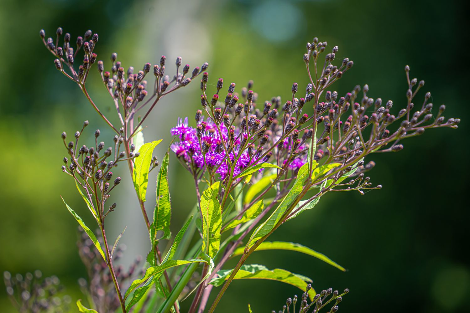 Purple ironweed wildflowers with dark buds blooming on tall stems with green leaves in soft sunlight.