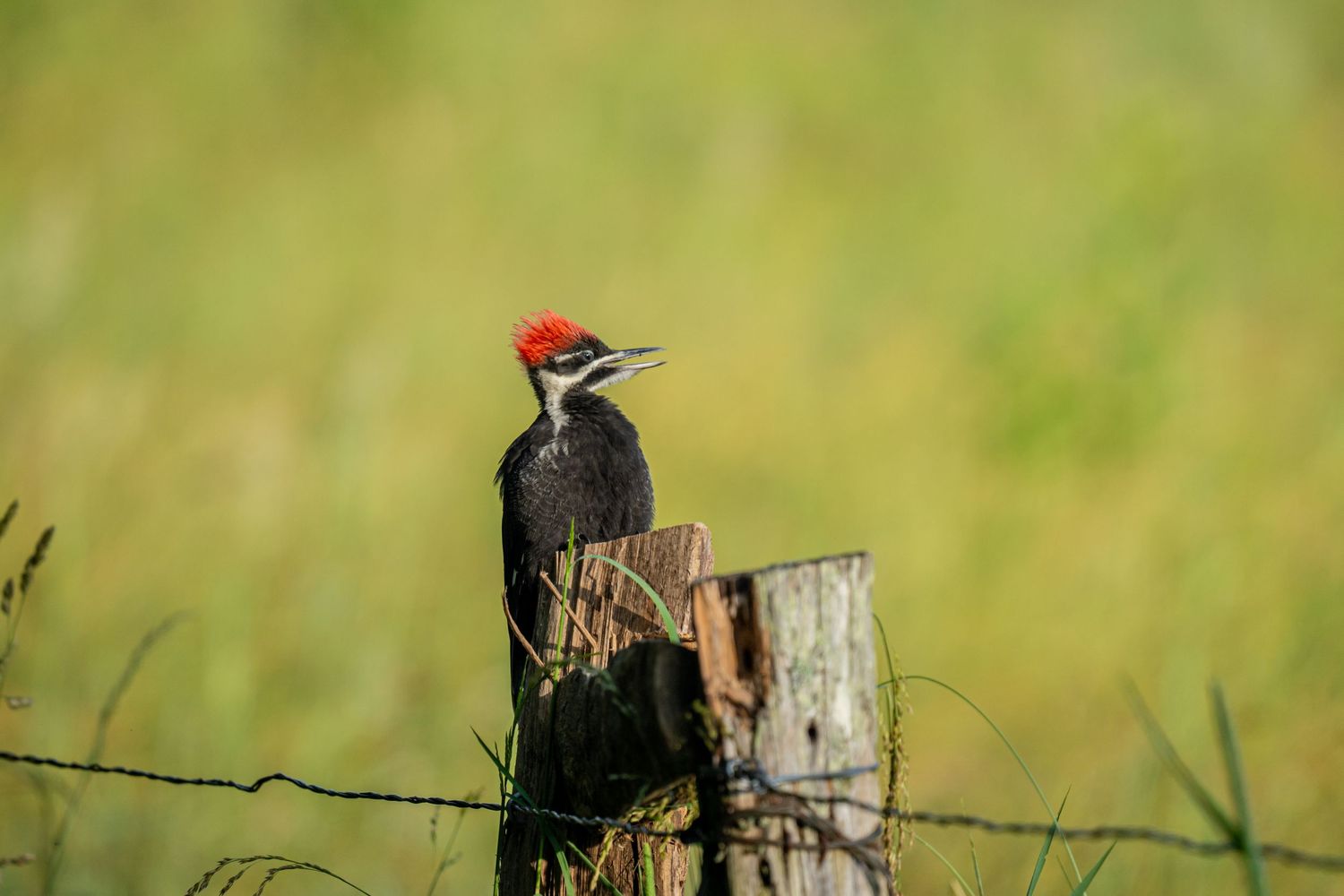A pileated woodpecker with a red crest perches on a wooden fence post.
