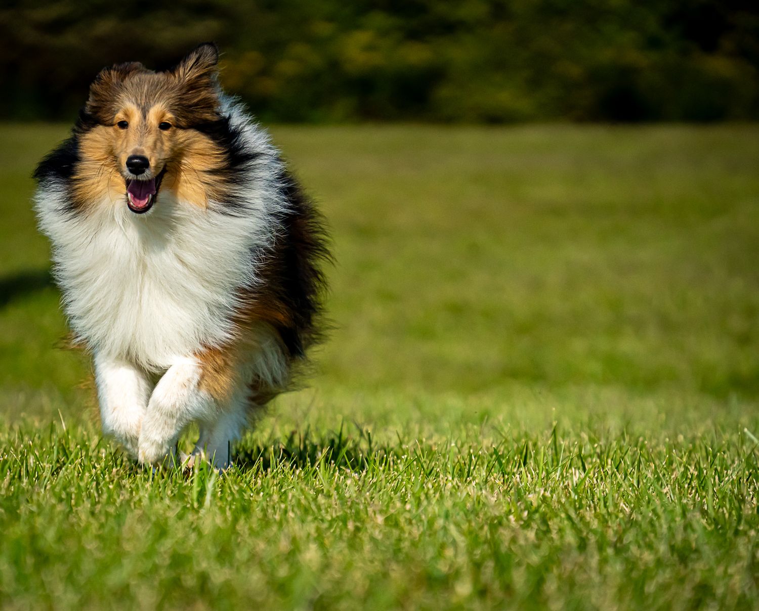 A fluffy Shetland Sheepdog runs joyfully across a lush green grass field with mouth open.