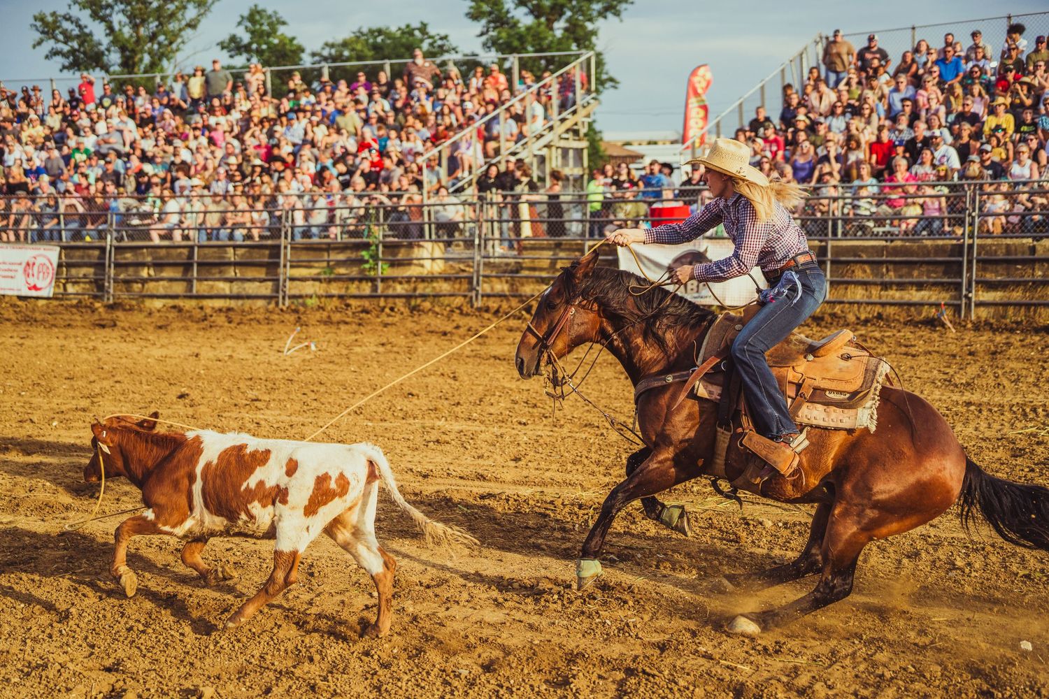 A cowboy on horseback chases a longhorn calf during a roping event at a packed outdoor rodeo arena.