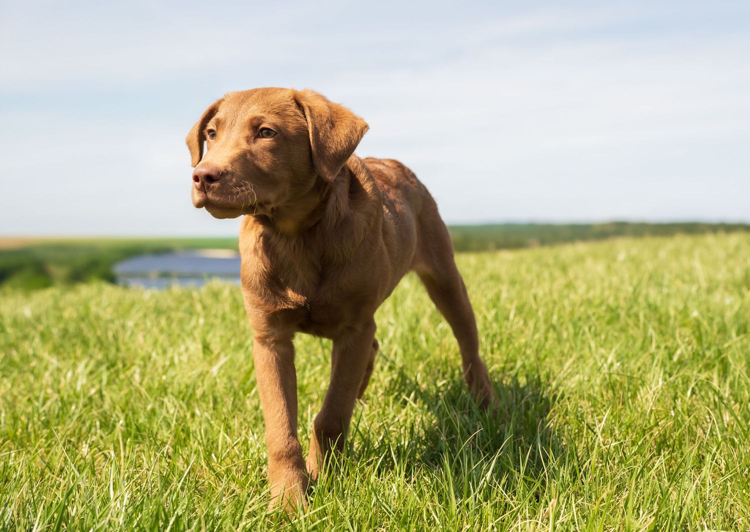 A chocolate Labrador puppy stands confidently on green grass with a scenic outdoor background.