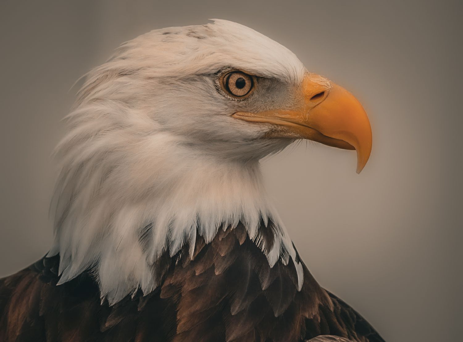 Close-up portrait of a bald eagle with white feathers, sharp orange beak, and piercing amber eye against a gray background.