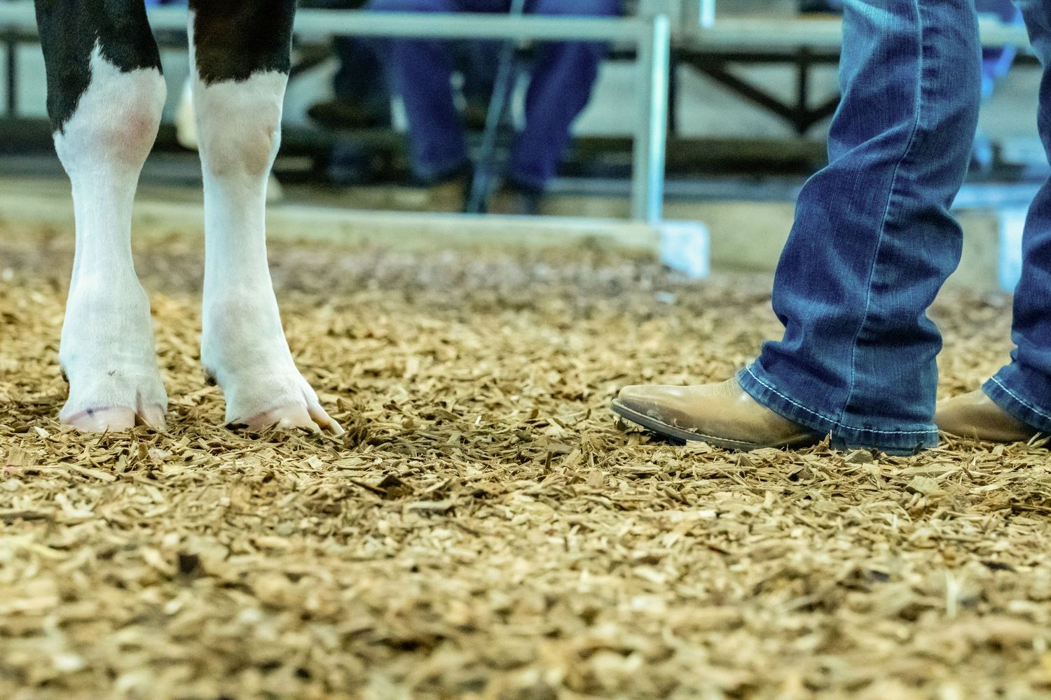 Close-up of a Holstein cow's legs and handler's boots standing on wood shavings at a livestock show.