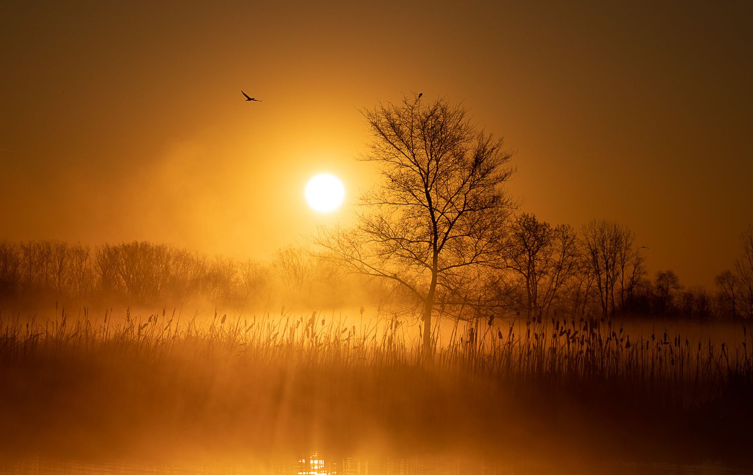 A golden foggy sunrise over a tranquil lake with silhouetted trees and a bird in flight.