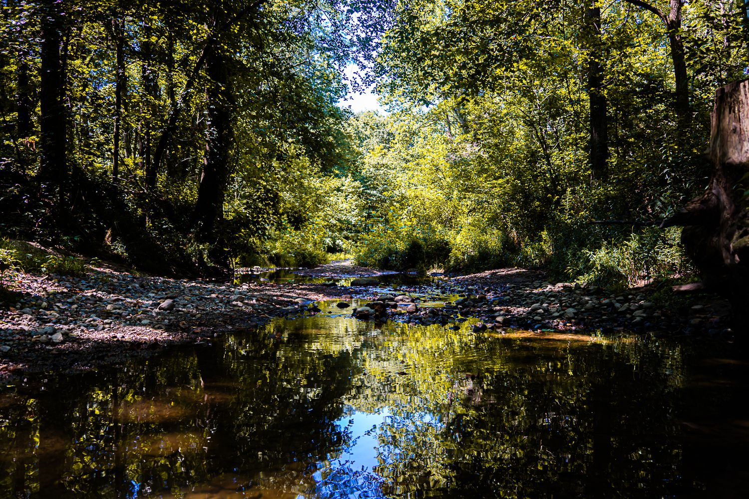 Sunlight filters through green forest trees reflecting beautifully in a calm rocky woodland stream.