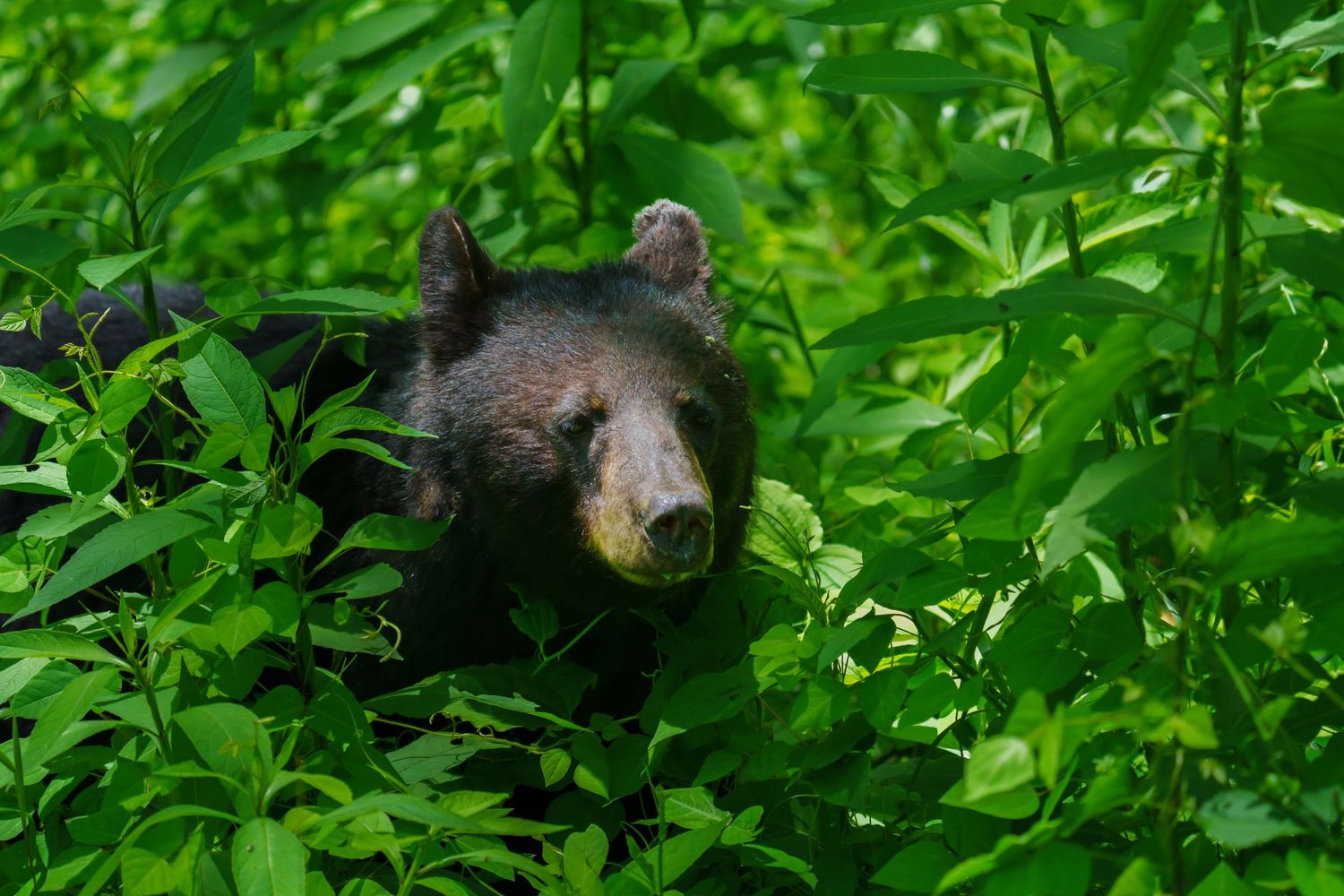 A black bear peers through dense green foliage in a forest.